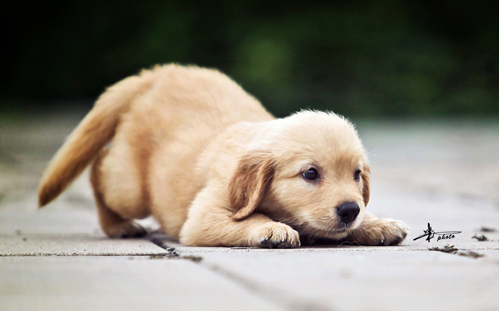 仅仅两分钟没拴狗绳,柴犬就被人偷走,主人找到时已被煮熟