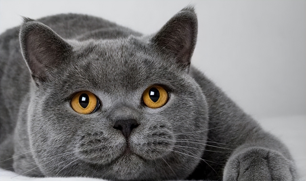 过来人告诉你,养"英短猫"还是"美短猫",差别很大!