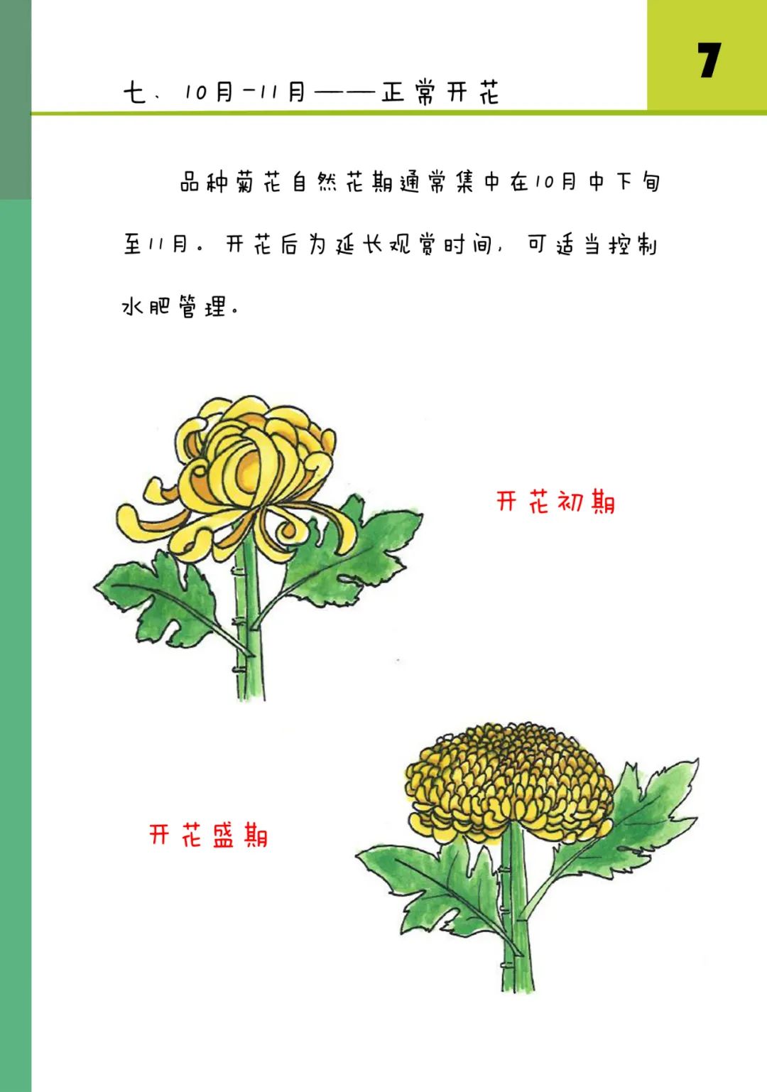 关于菊花的生长过程图片