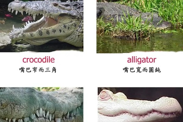 crocodile区别图片