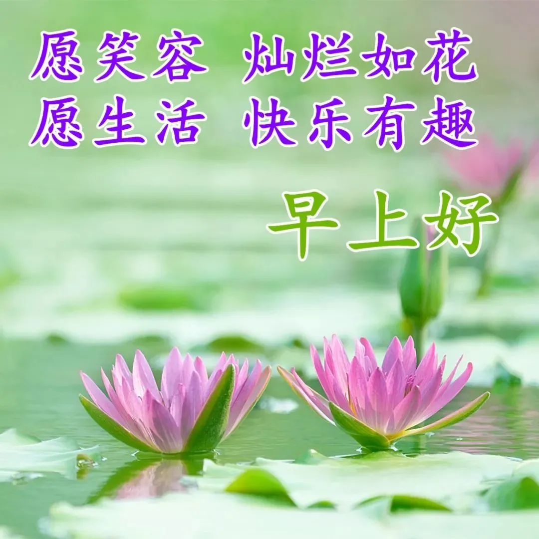 早上好的莲花图片大全图片