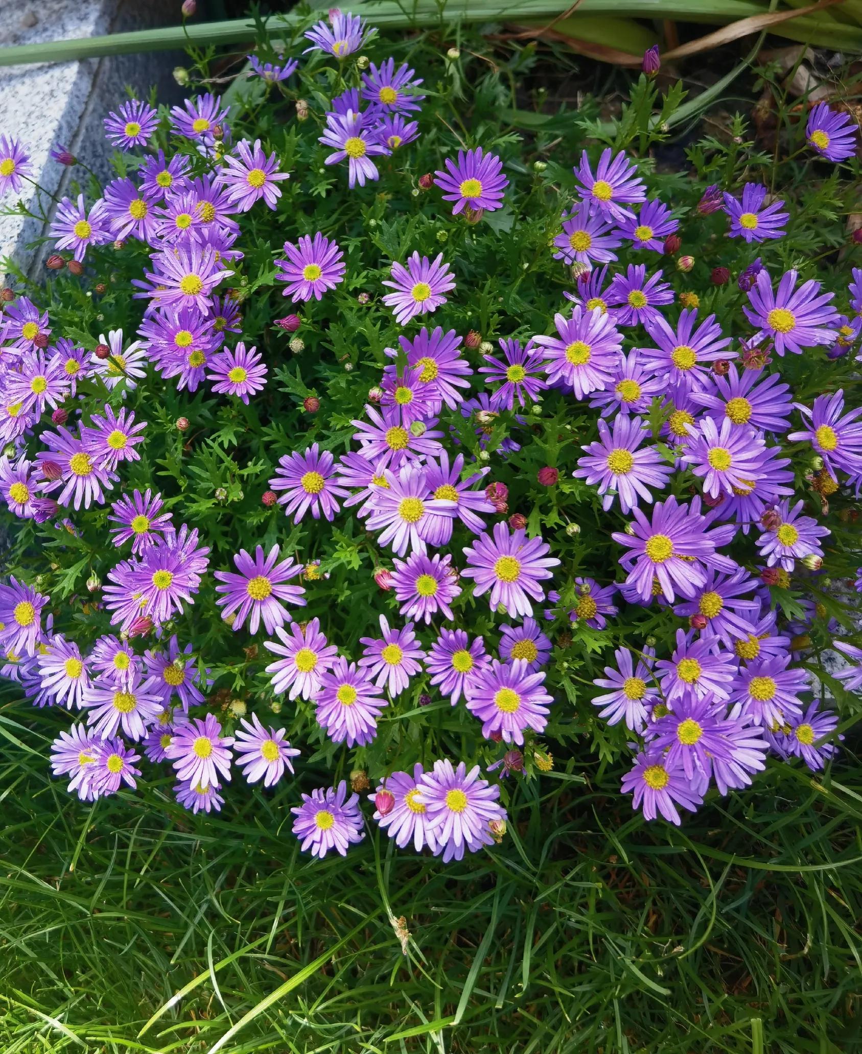 花仙子——姬小菊,像田野的野花,却是花园的主旋律