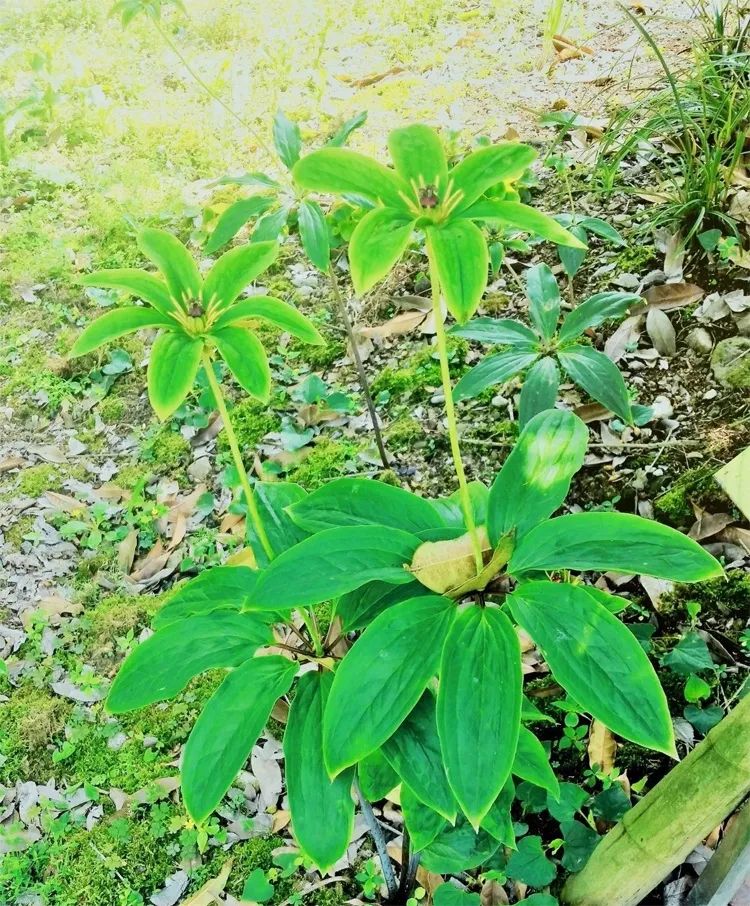 【学会本草】七叶一枝花,百毒一把抓