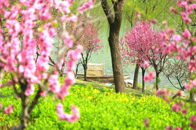 宁阳 春天处处皆风景 复圣公园碧桃红