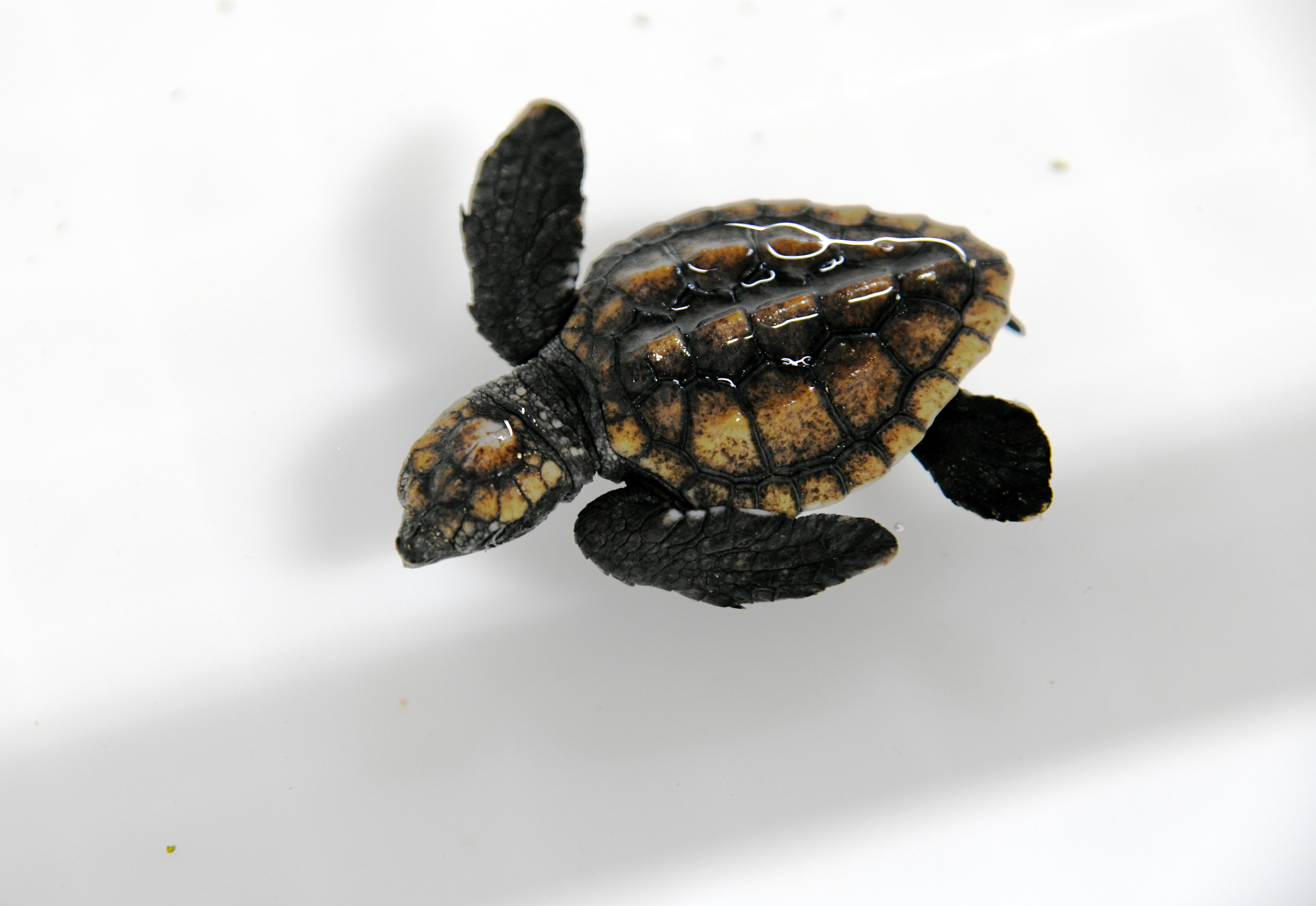 国家一级保护动物蠵龟在青岛首次人工孵化成功(4)