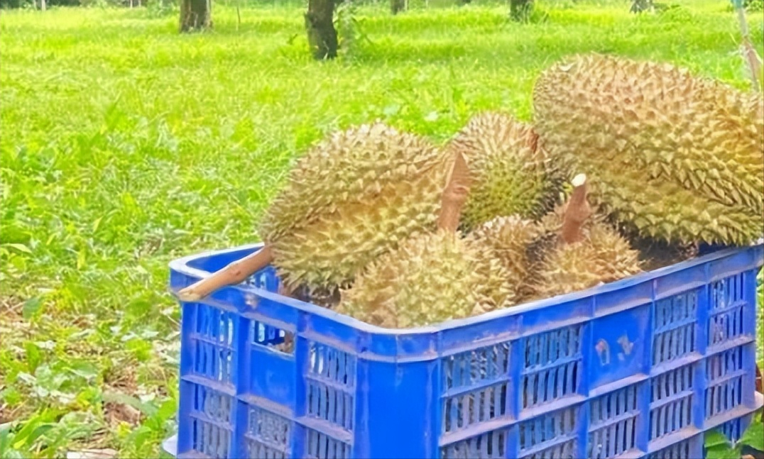 柬埔寨马德望省一榴莲园成为当地旅游区!