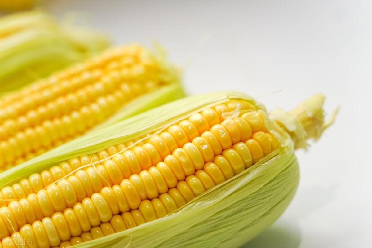 「黑土熊猫」黑土熊猫鲜食玉米在这里孕育而生