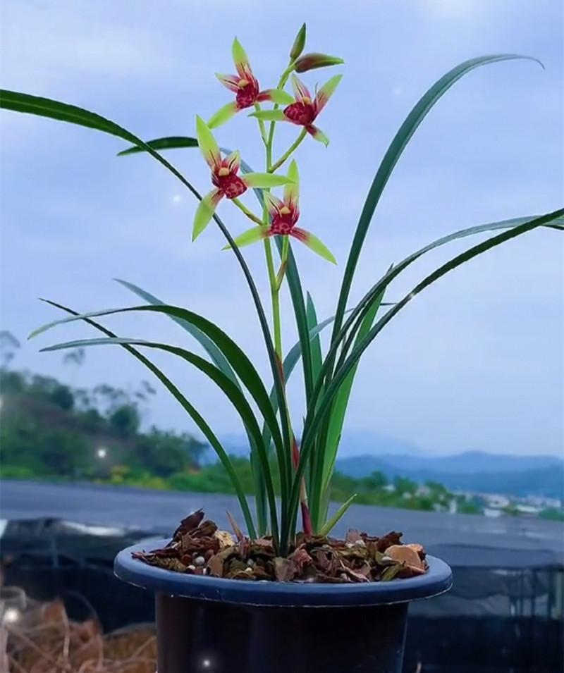 建兰顶级红素——国魂,花香浓郁,曾经市场少有,现在价格平民