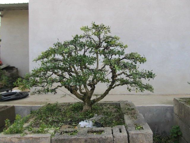 江苏一太太,一盆小叶黄杨养了3年,6道工序"变身"造型小盆栽