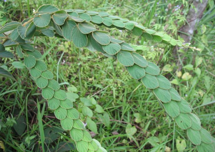 野外常见野草,人称排钱草,能治感冒驱蚊虫,一斤高达20元