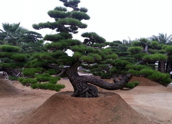 造型松景观莱芜图片