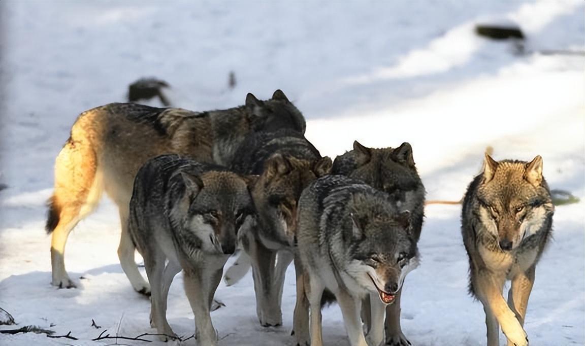 回顾64年勘测队突遇狼群战士心软投喂食物头狼带群狼前来报恩