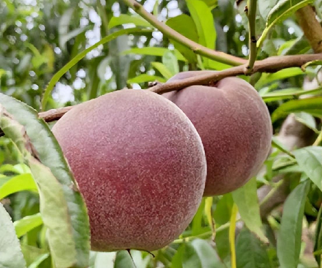 精品水果——黑桃皇后