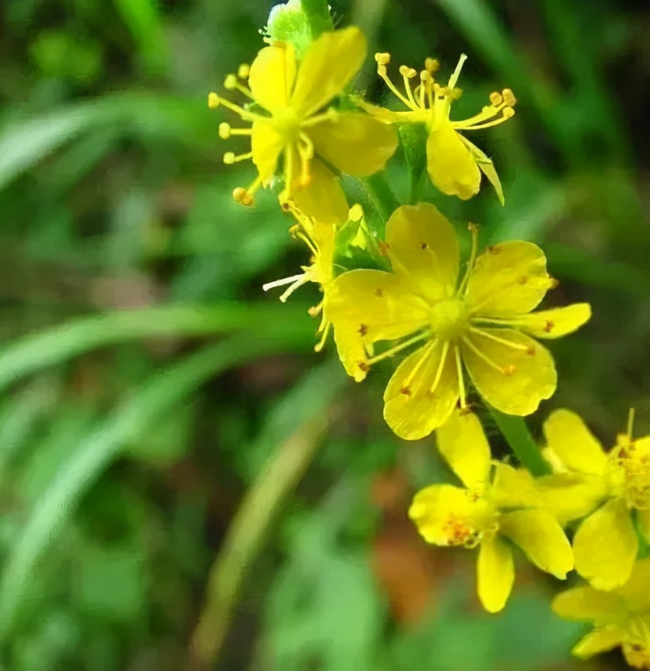 龙芽草愿未来可期让治愈成为可能花名册no00017