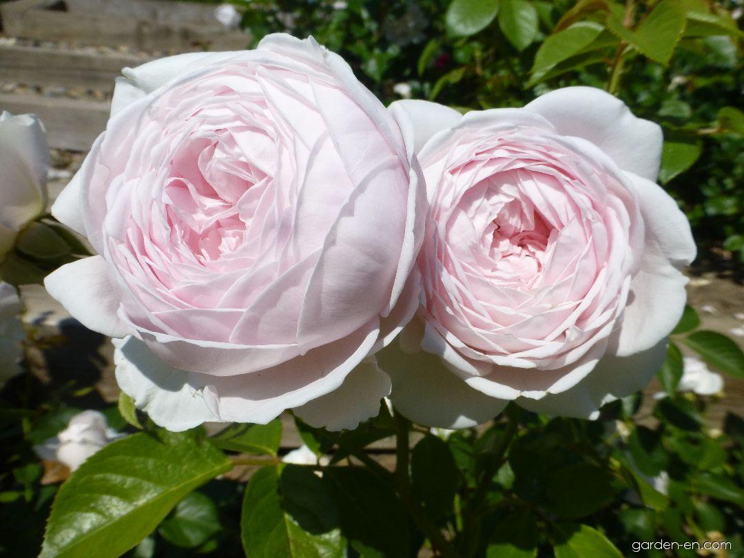 克里斯蒂安娜公爵夫人月季