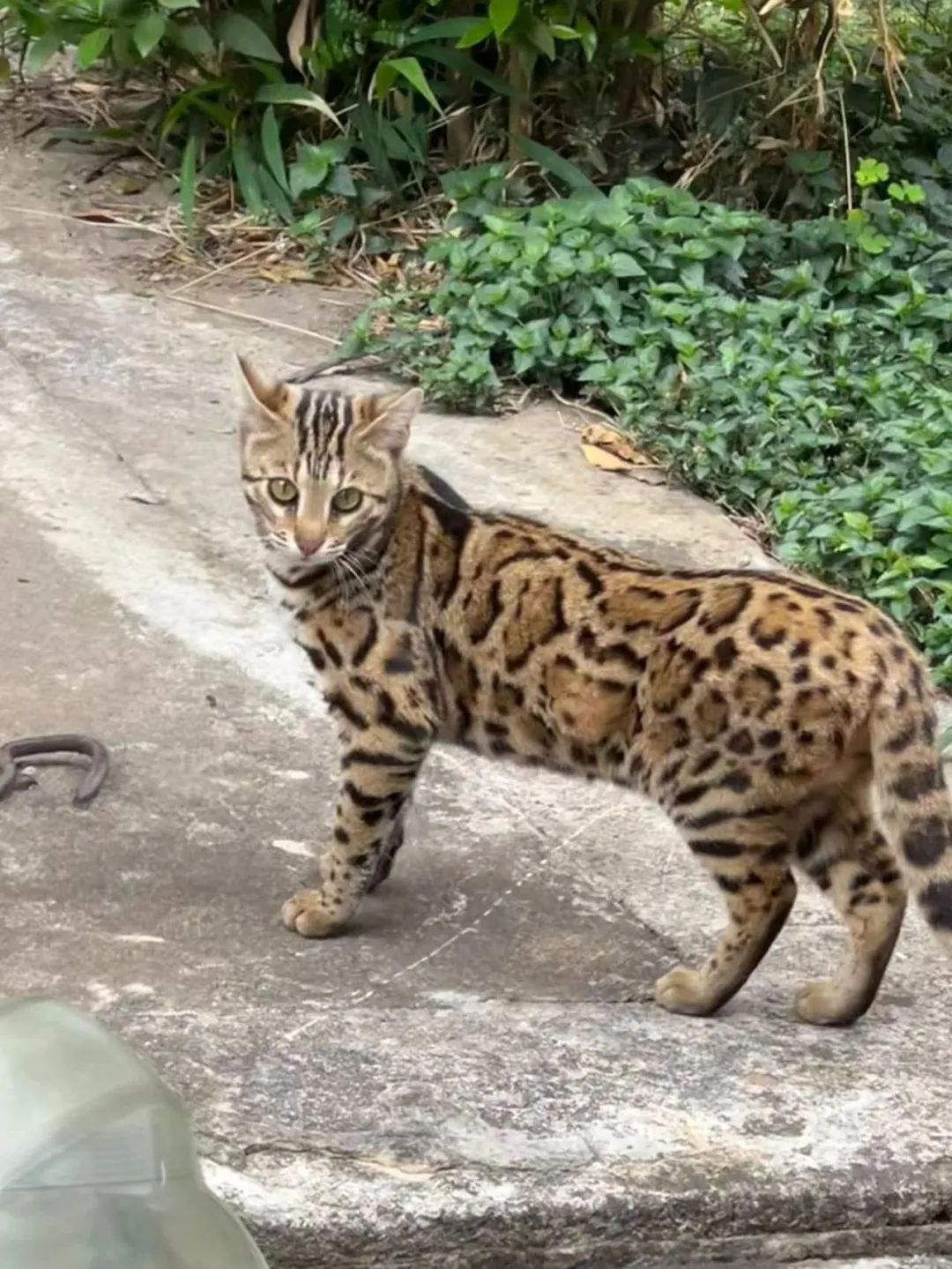 好心救了只流浪猫