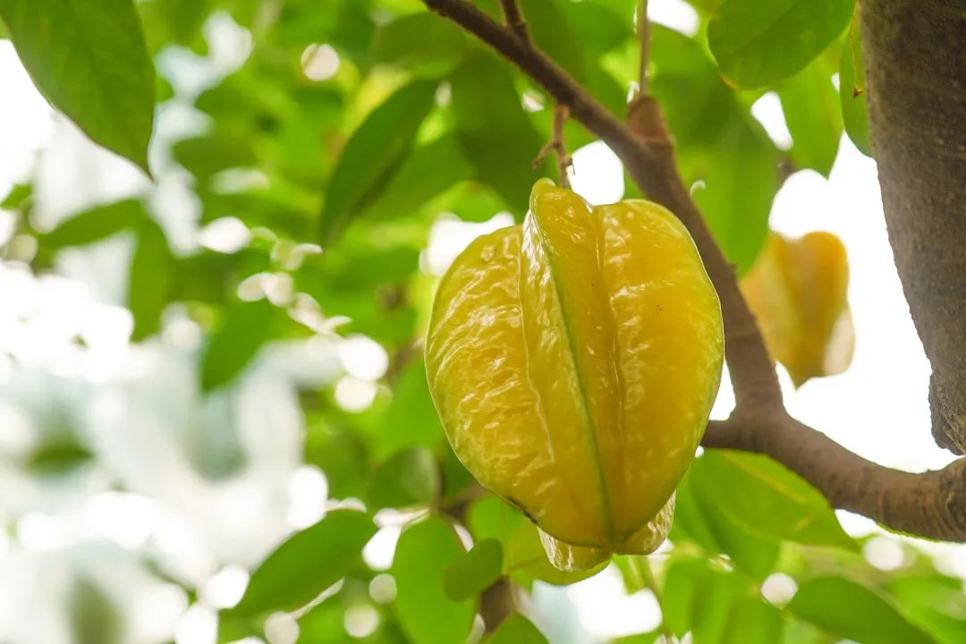 厦门这里杨桃熟了!还拟投资951万元干这几件大事