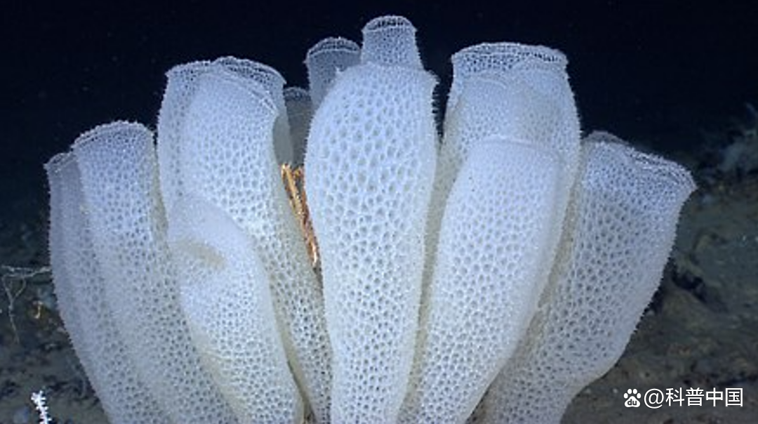 海洋爱情故事系列|阿氏偕老同穴:青梅竹马,白头偕老,至死不渝