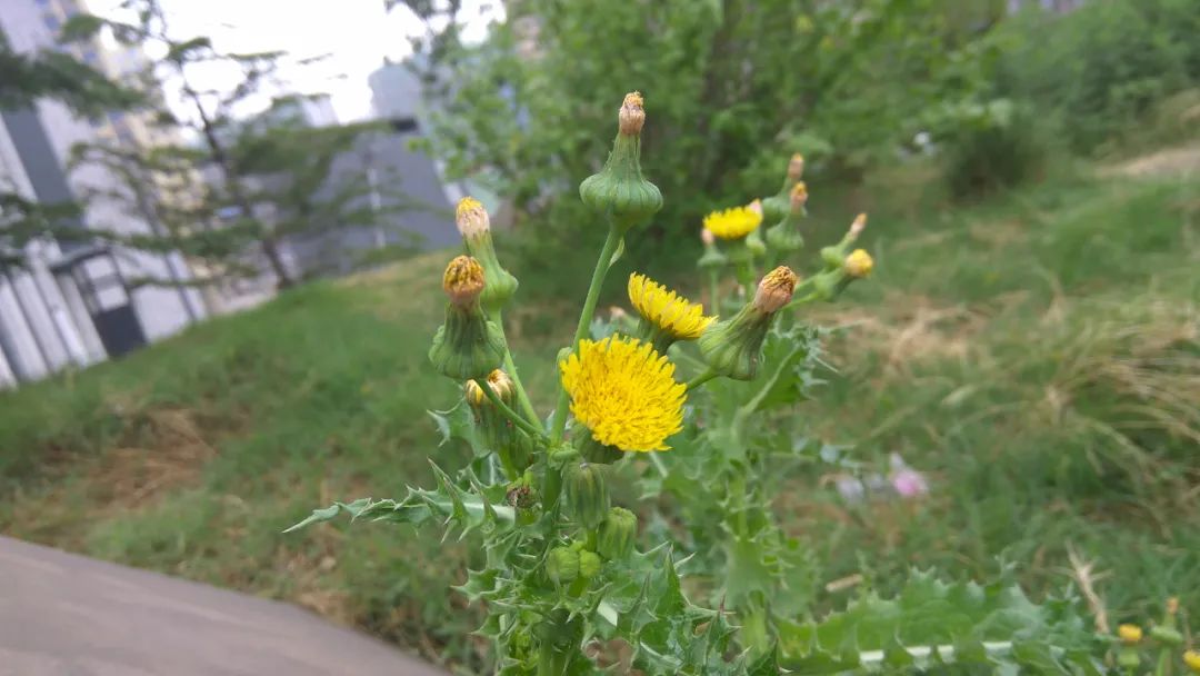 花叶滇苦菜别名图片