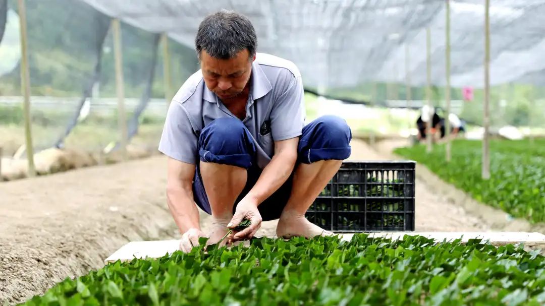 【跟着广播看乡村】一片叶子就能插苗!  侗乡扦插茶苗正当时