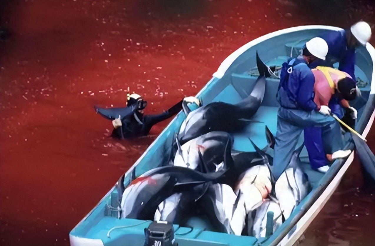 海豚湾事件