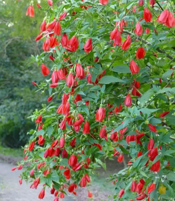 悬铃花花蜜图片