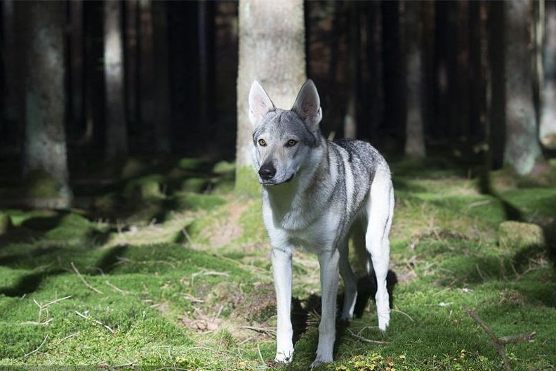 成都捷克狼犬图片