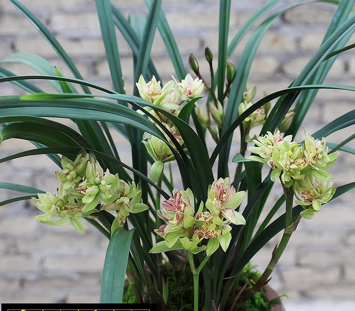 以奇特而闻名的兰花,富山奇蝶,比绿萝还好养,香气馥郁