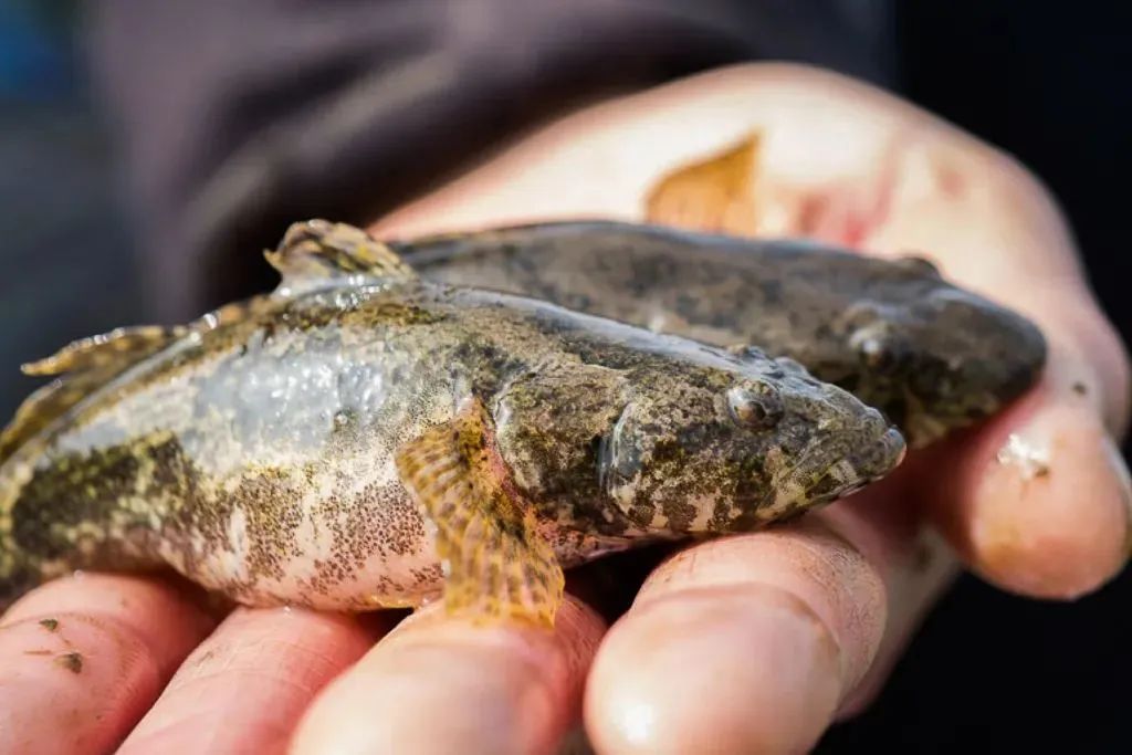 当油菜花开时,我知道又等到了"菜花塘鳢鱼"