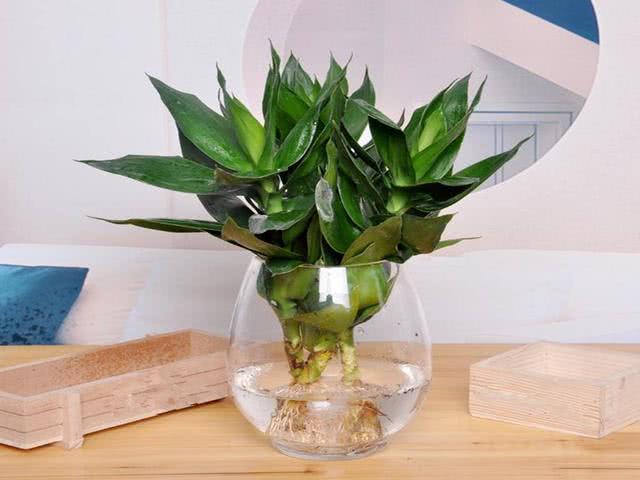 水培富贵竹黄叶了?都是这4点造成的,往水里加点料,新叶呼呼冒