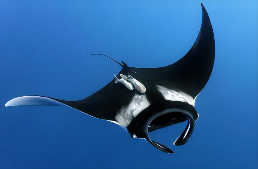 西工大"魔鬼鱼"南海测试,察打一体滑翔60天,可伏击敌国航母