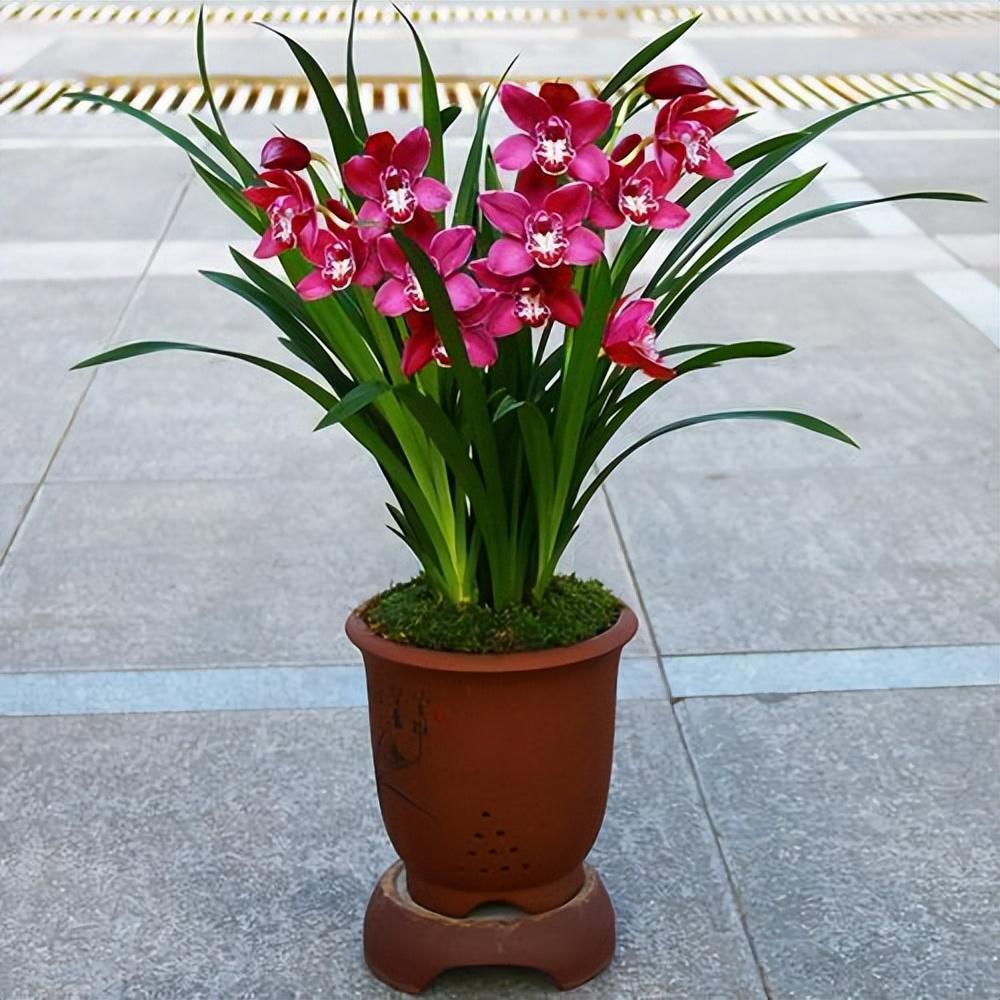 养花就养"大将军兰花",花朵硕大,香味浓郁,值得入手