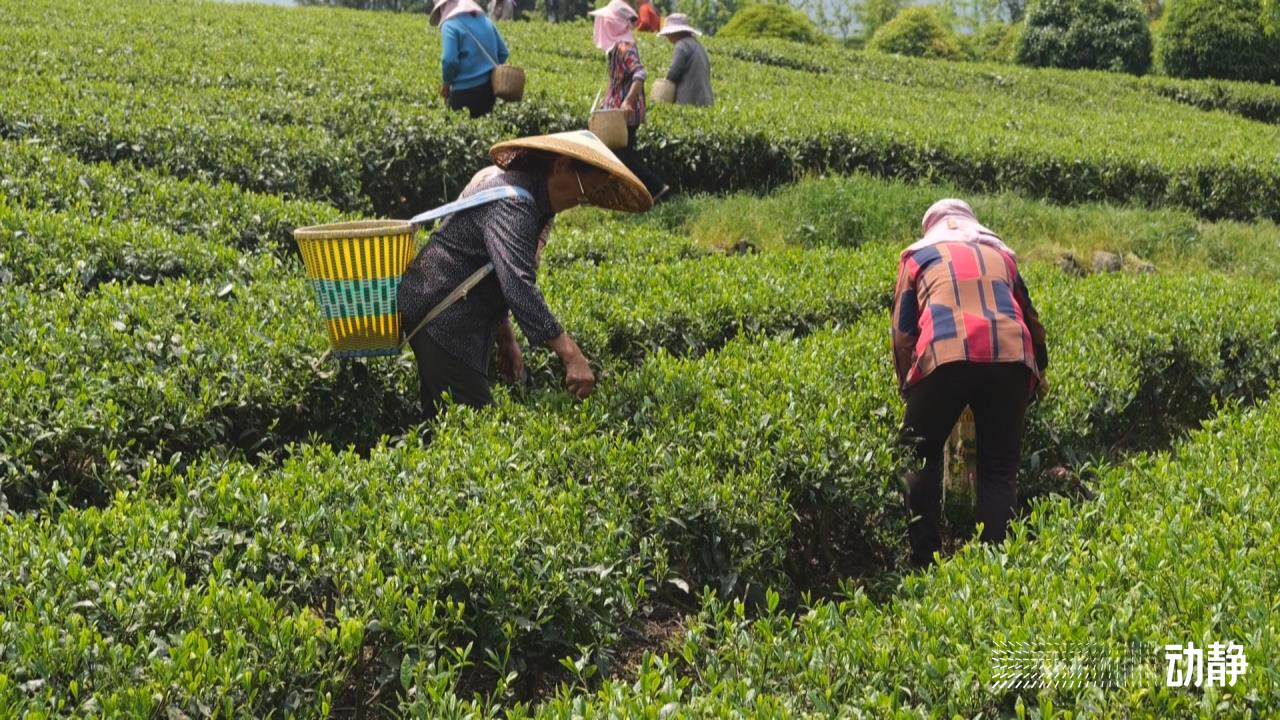 打造拳頭品牌 鳳岡鋅硒茶