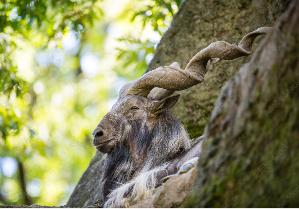 螺旋角山羊,在100万人民币一只的狩猎许可中,得到保护