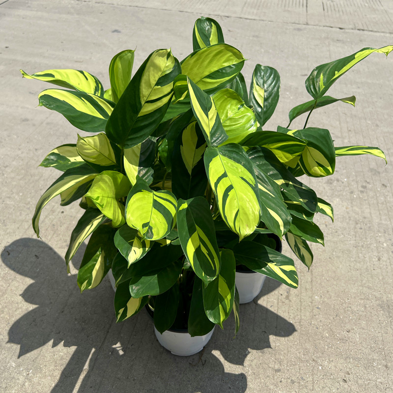 养植新手也能轻松上手的金梦竹芋养护指南