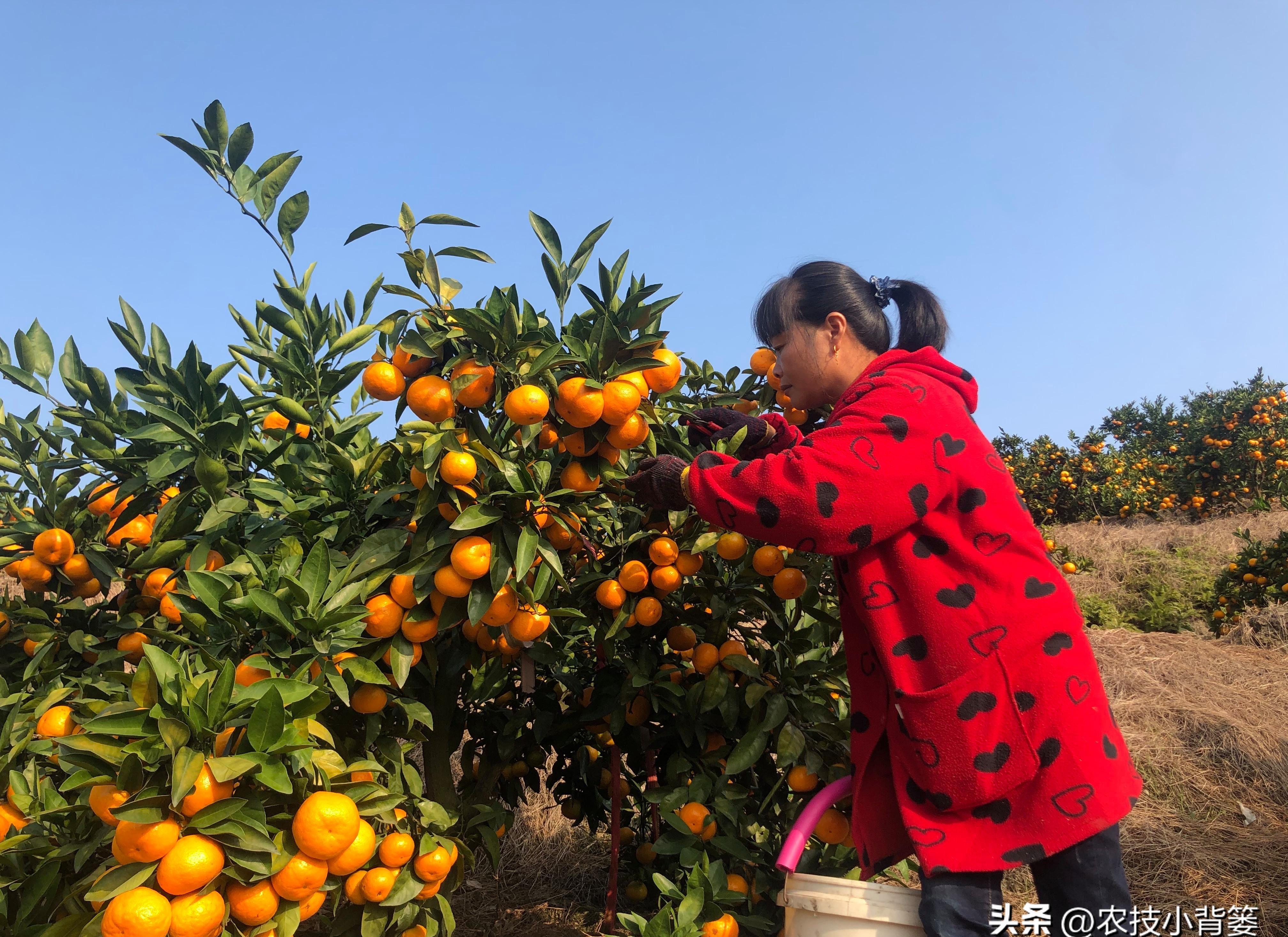 柑桔沙皮病每年都有發生,但每年都無法控制?教你病因及預防措施