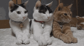 幸福的猫一家,主人想必也很幸福!