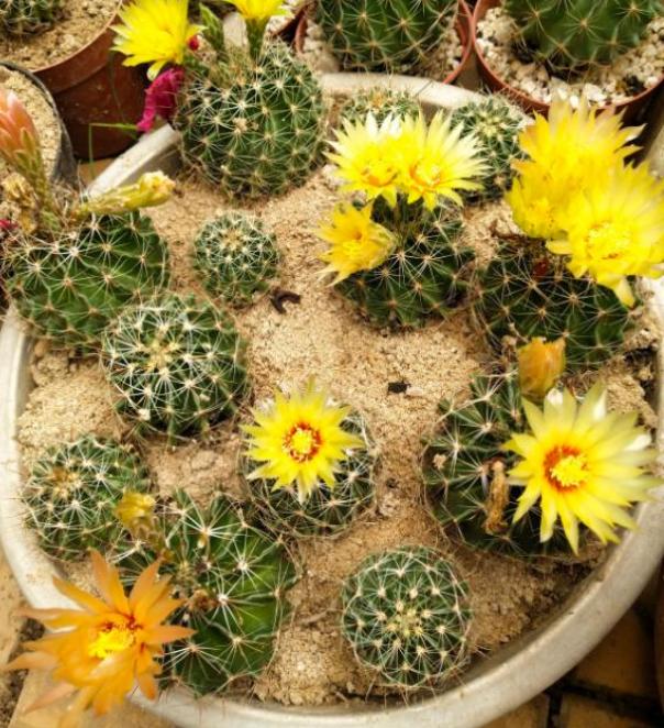 容易开花的8种仙人掌,个个开花娇艳,好养易管理