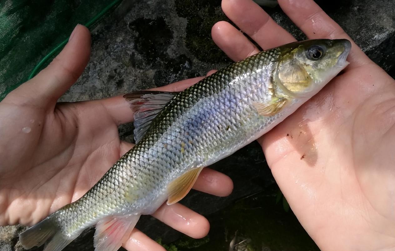 此鱼叫小口白甲,常被误认成土鲮,既不能钓鱼,也不能食用