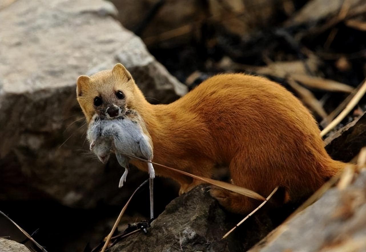 黄鼠狼全身是宝,为什么却很少有人愿意养殖?养殖户:真养不起啊