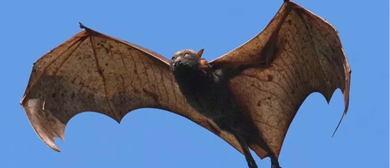 蝙蝠为什么晚上出现,白天不出现?蝙蝠在夜间出没时,如何捕猎?