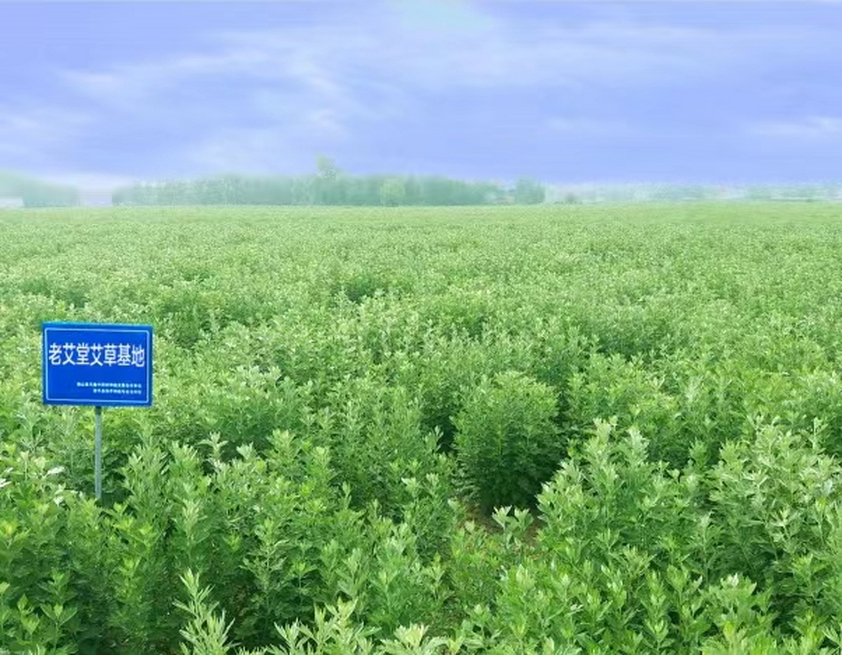 中国的艾草很多,南阳艾草当属其中佼佼者.