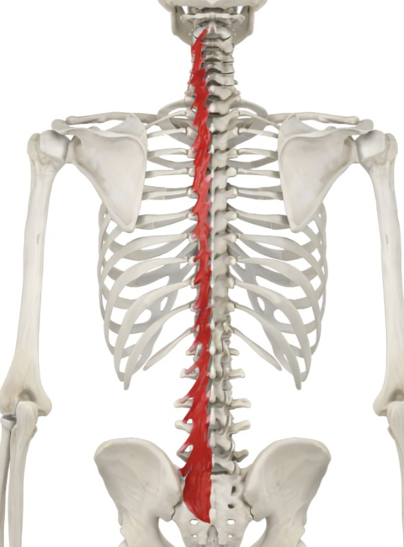 预防腰痛,让腰椎强壮稳定,试试这4个高效的多裂肌激活动作