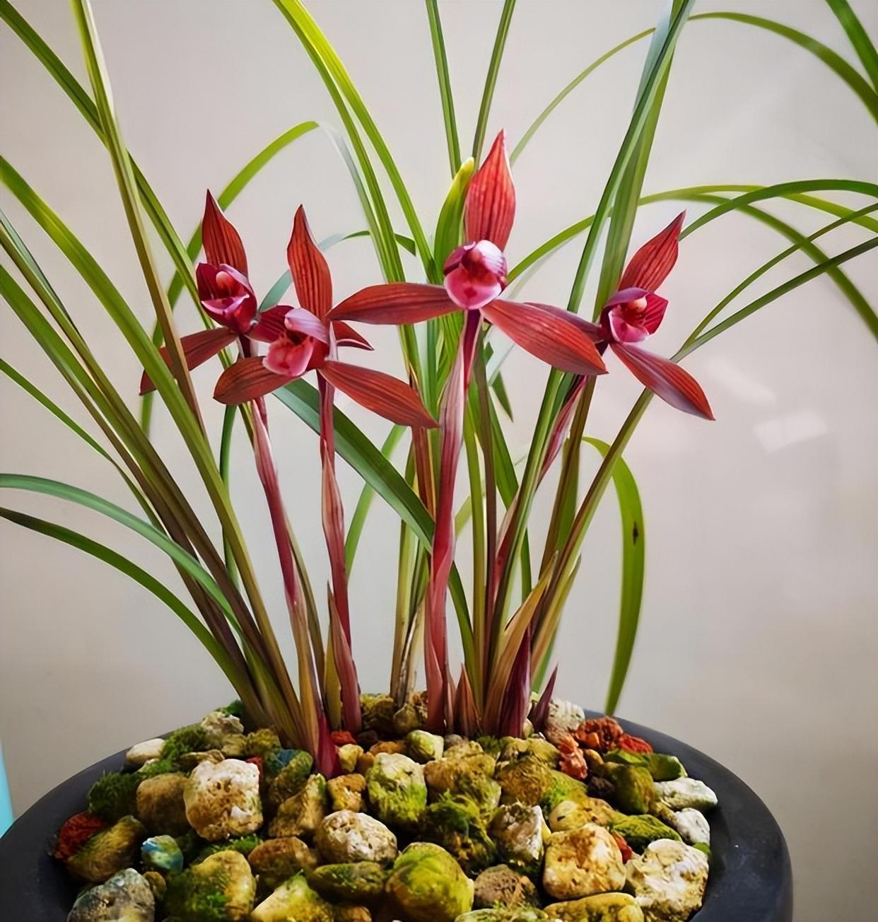 曾一苗难求的春兰极品红素,红杆红花,香气迷人,打理简单好成活