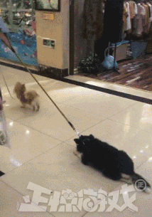 正惊gif:自作孽不可活,小哥拥美人入怀,一个动作知悉为何单身