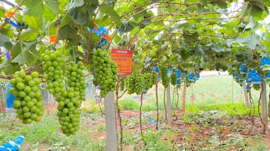 雲南建水陽光玫瑰葡萄無核膨果技術應用效果展示