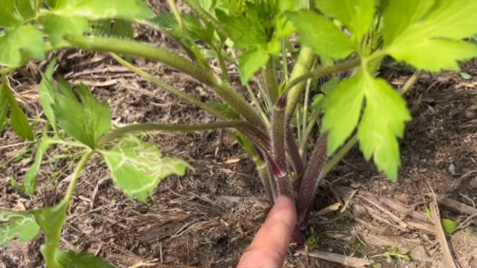 长得像芹菜,叶子像鸭脚板,全株有毒不能当野菜吃,价值却很大
