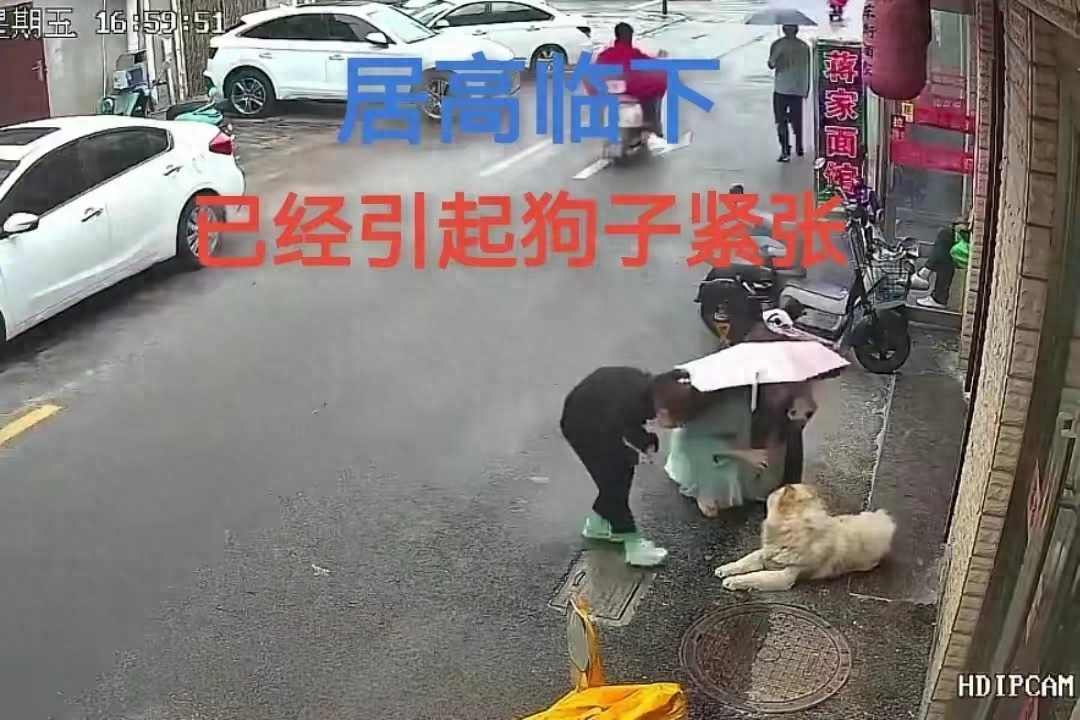 江苏松狮狗咬人事件后续:肇事犬吊死!网友评论:狗主人应重罚!