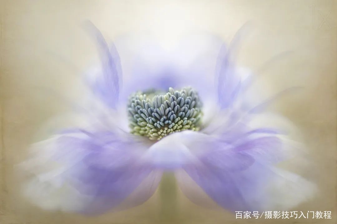 如何拍双重曝光花朵