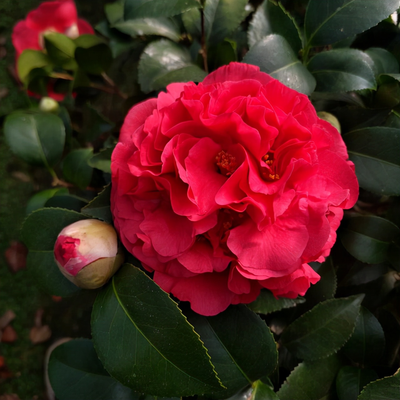 克瑞墨茶花北方地栽图片